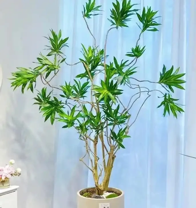 室內什麼綠植最好養?10 種超級好養的室內綠植,你養過幾種?