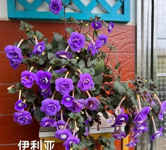 室內什麼綠植最好養?10 種超級好養的室內綠植,你養過幾種?