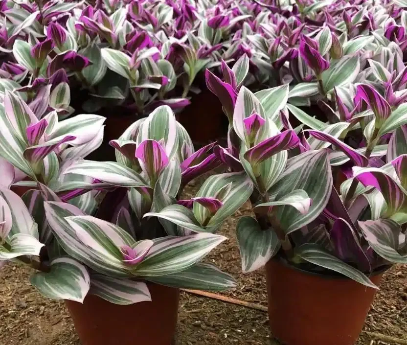 室內什麼綠植最好養?10 種超級好養的室內綠植,你養過幾種?