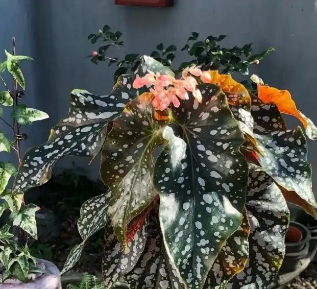 室內什麼綠植最好養?10 種超級好養的室內綠植,你養過幾種?