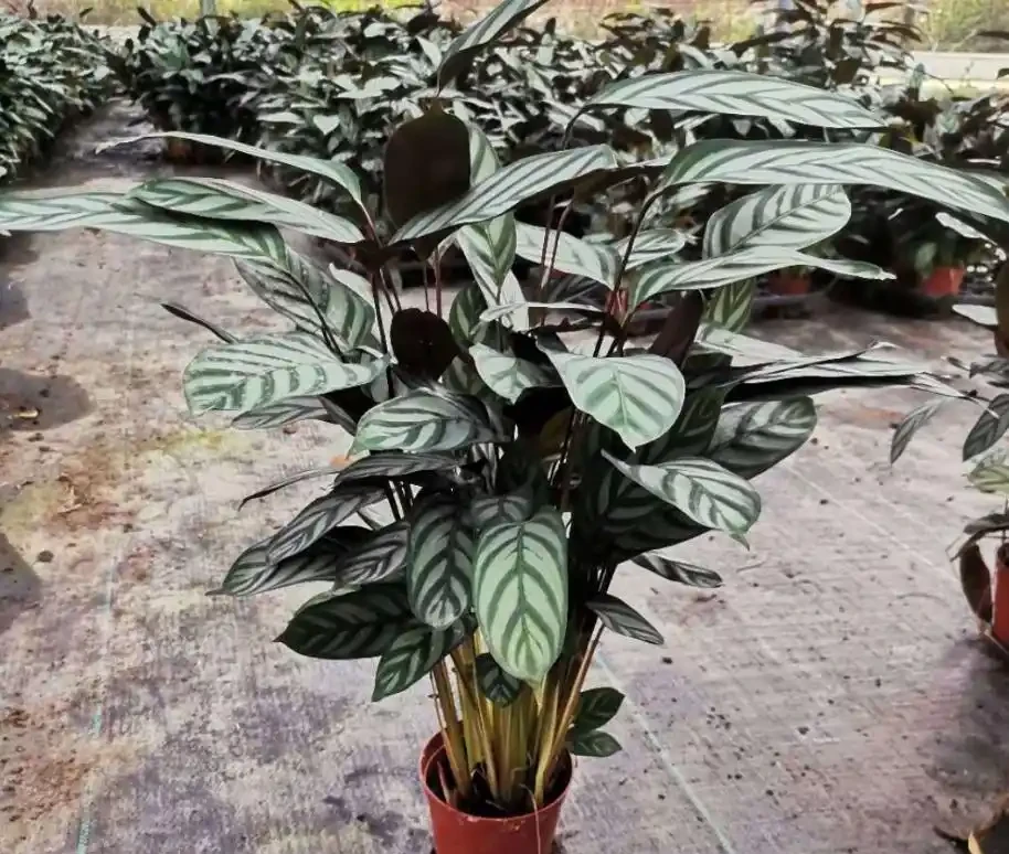 室內什麼綠植最好養?10 種超級好養的室內綠植,你養過幾種?