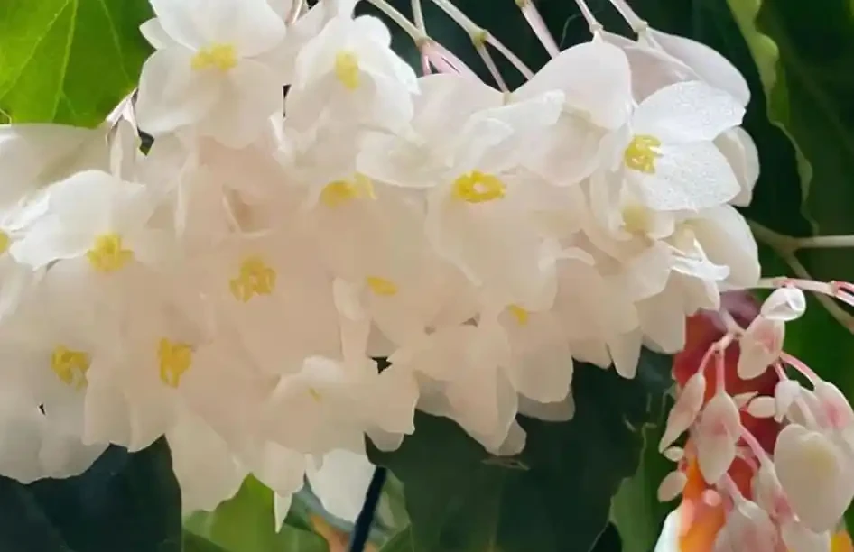 室內什麼綠植最好養?10 種超級好養的室內綠植,你養過幾種?
