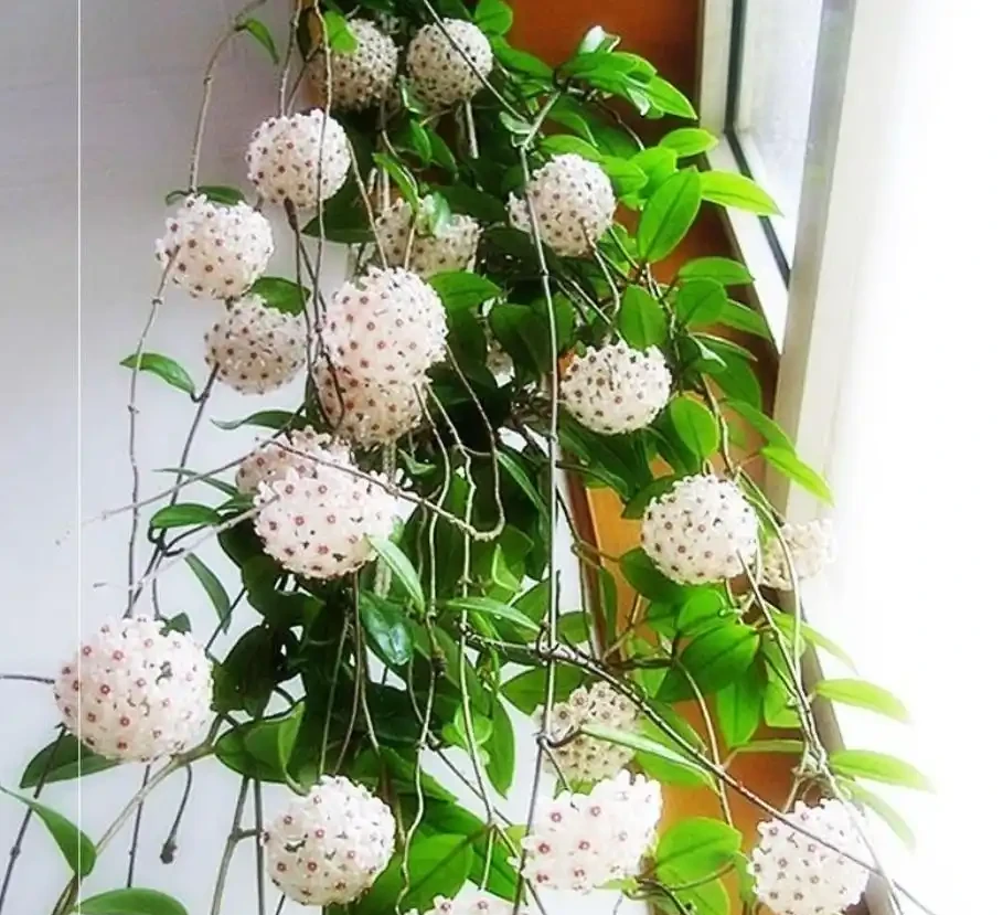 室內什麼綠植最好養?10 種超級好養的室內綠植,你養過幾種?