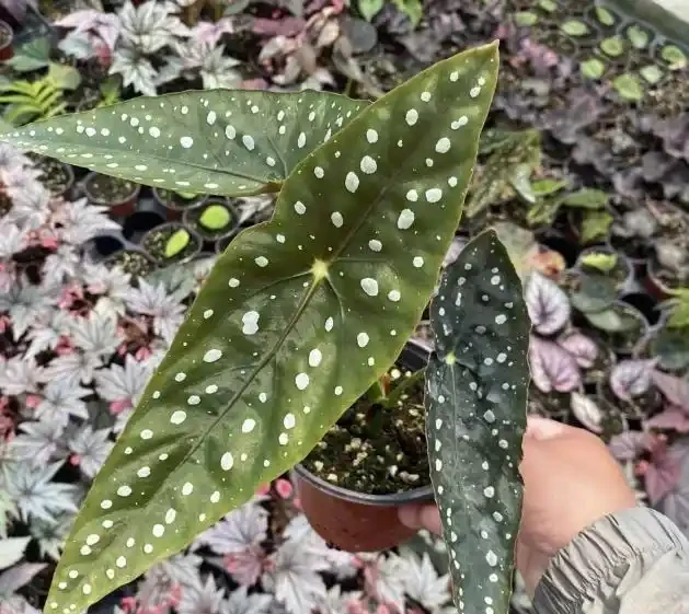室內什麼綠植最好養?10 種超級好養的室內綠植,你養過幾種?