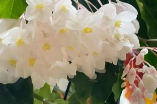 室內什麼綠植最好養？10 種超級好養的室內綠植，你養過幾種？