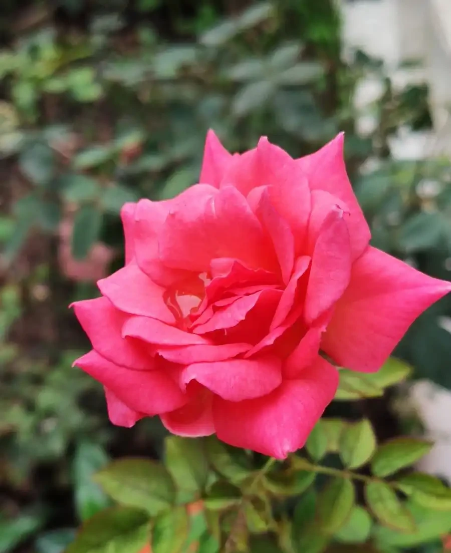 玫瑰花枯萎了怎麼救活