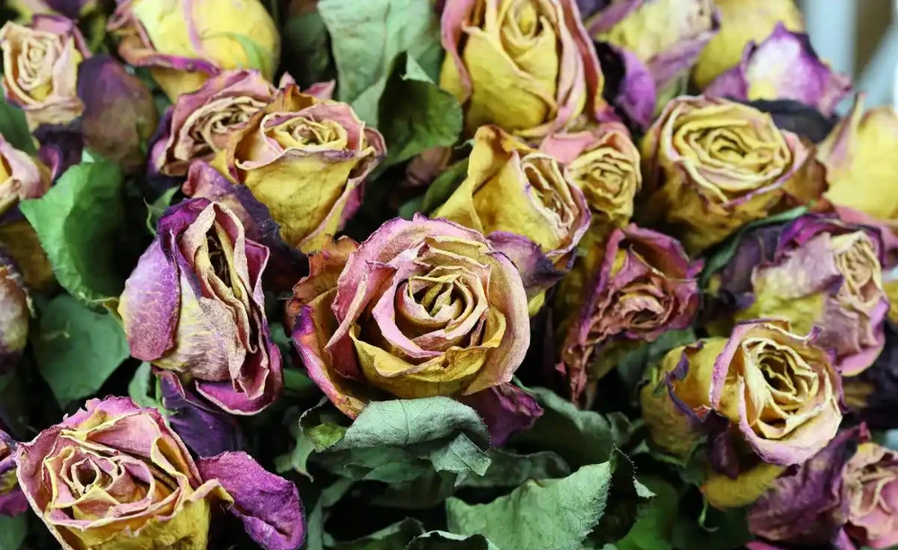 玫瑰花枯萎了怎麼救活
