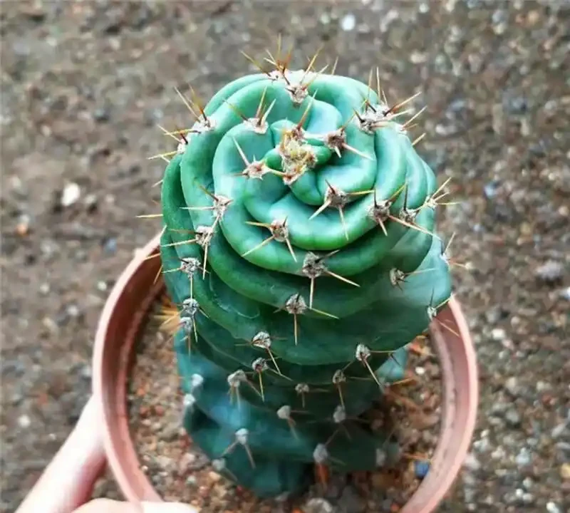 客廳綠植排名前十名