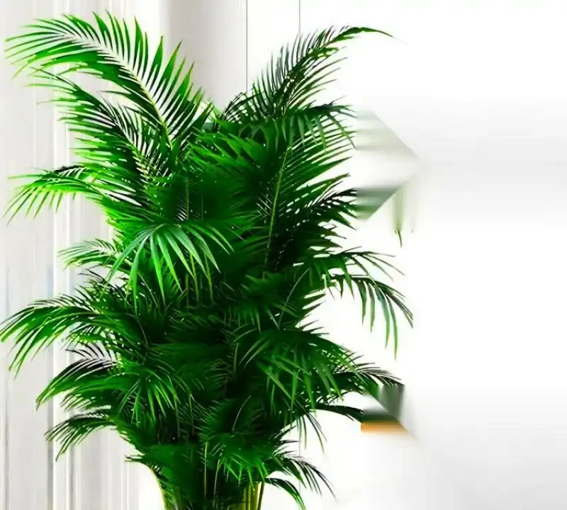 客廳綠植排名前十名