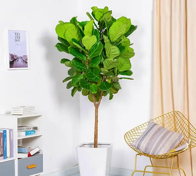 客廳綠植排名前十名