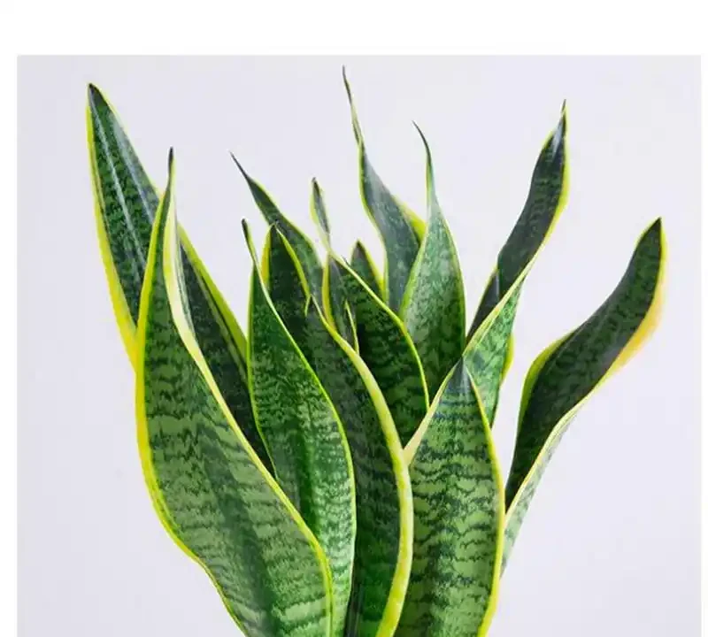客廳綠植排名前十名
