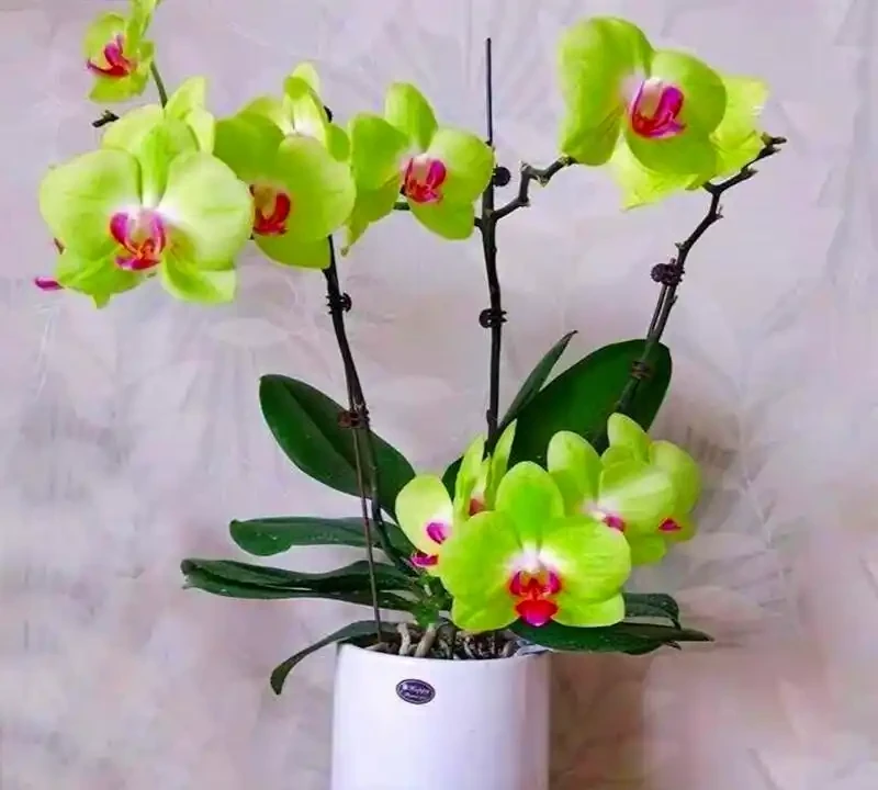 客廳綠植排名前十名