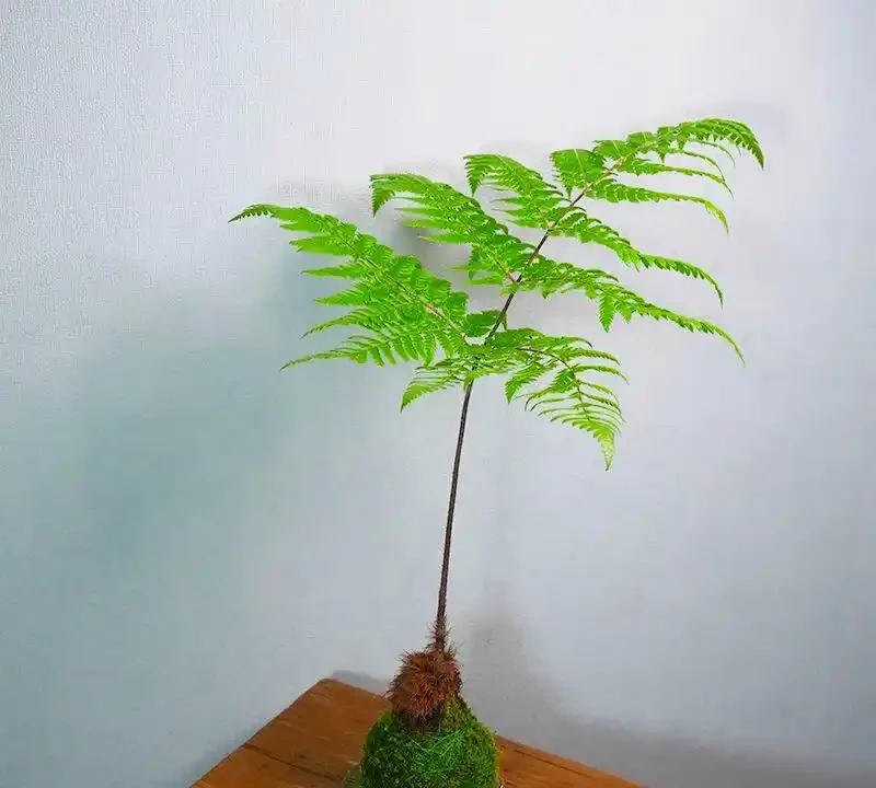 客廳綠植排名前十名