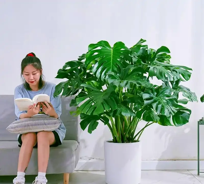 客廳綠植排名前十名