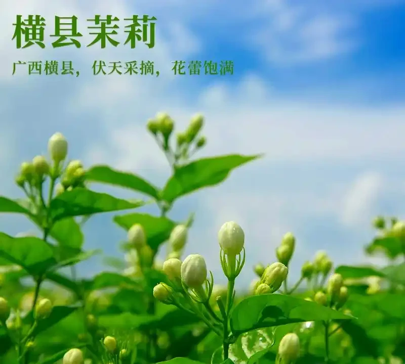 客廳綠植排名前十名