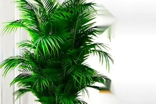 客廳綠植排名前十名