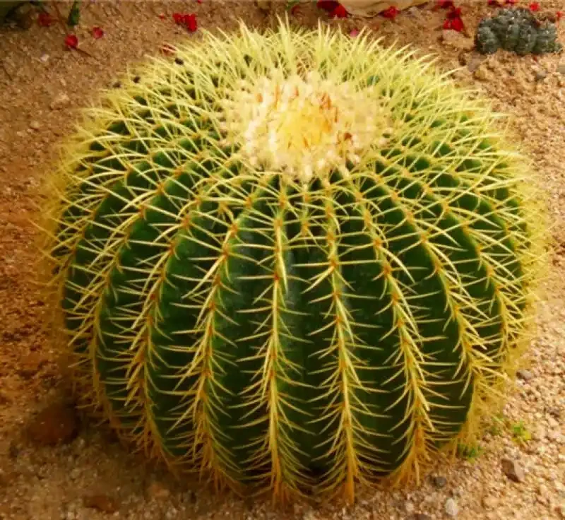 適合陽臺暴曬的植物;哪些能抗曬又美觀?哪種適合新手養容易繁殖