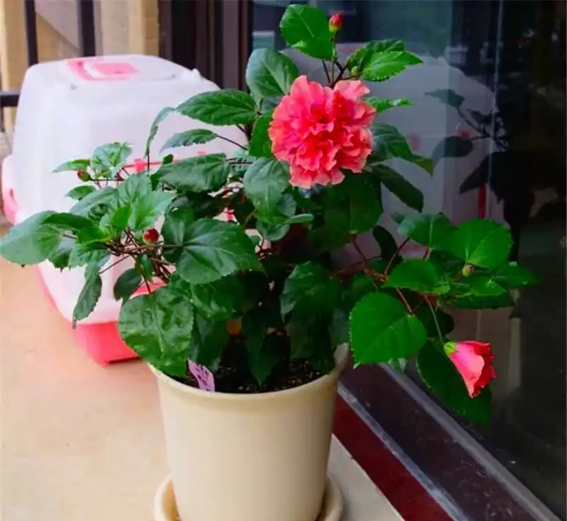 適合陽臺暴曬的植物;哪些能抗曬又美觀?哪種適合新手養容易繁殖