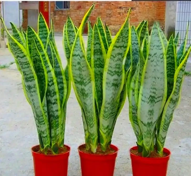 適合陽臺暴曬的植物;哪些能抗曬又美觀?哪種適合新手養容易繁殖