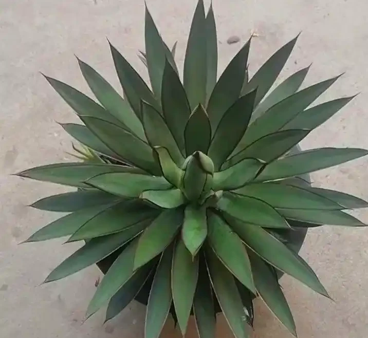 適合陽臺暴曬的植物;哪些能抗曬又美觀?哪種適合新手養容易繁殖