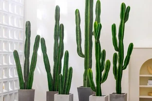 適合陽臺暴曬的植物；哪些能抗曬又美觀？哪種適合新手養容易繁殖