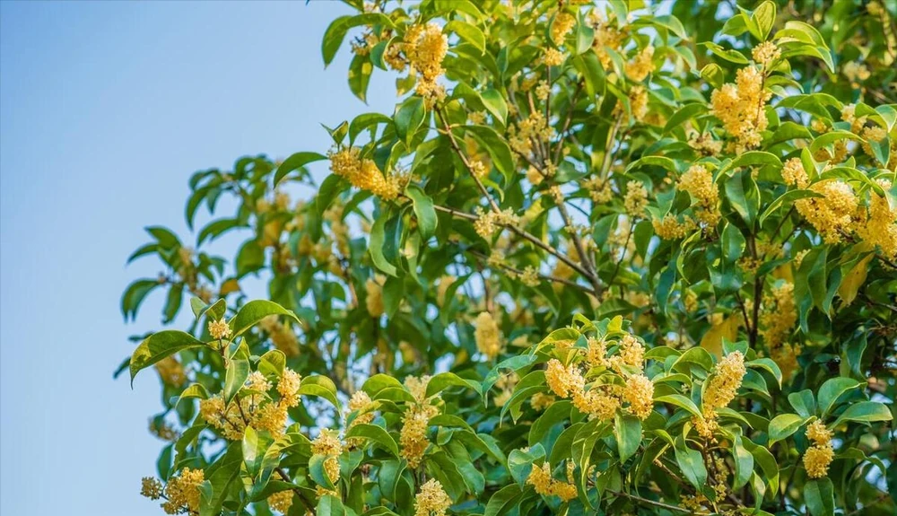 木樨施肥用什麼肥料