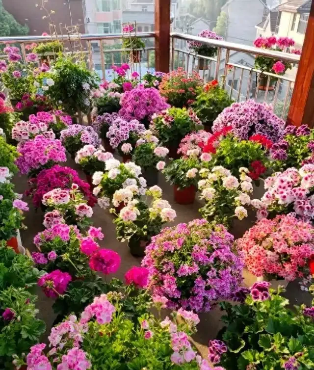換季了，別人買花我「插枝」，10天就長根，6種花正是插枝好時機