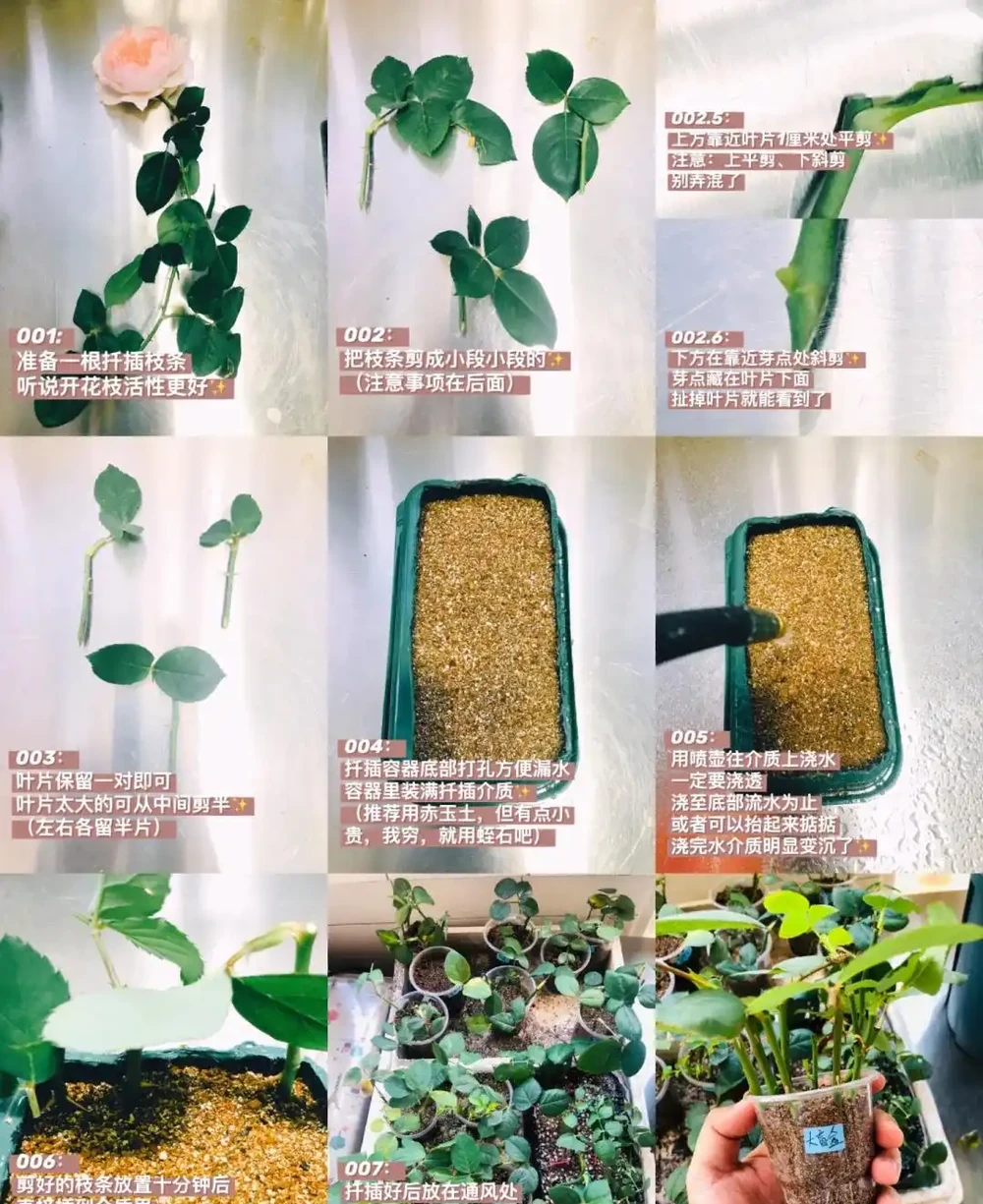 換季了，別人買花我「插枝」，10天就長根，6種花正是插枝好時機