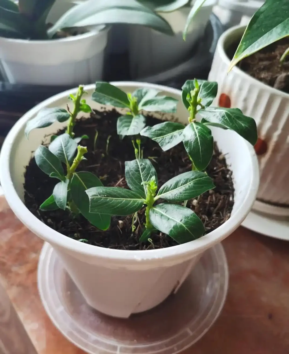 換季了，別人買花我「插枝」，10天就長根，6種花正是插枝好時機