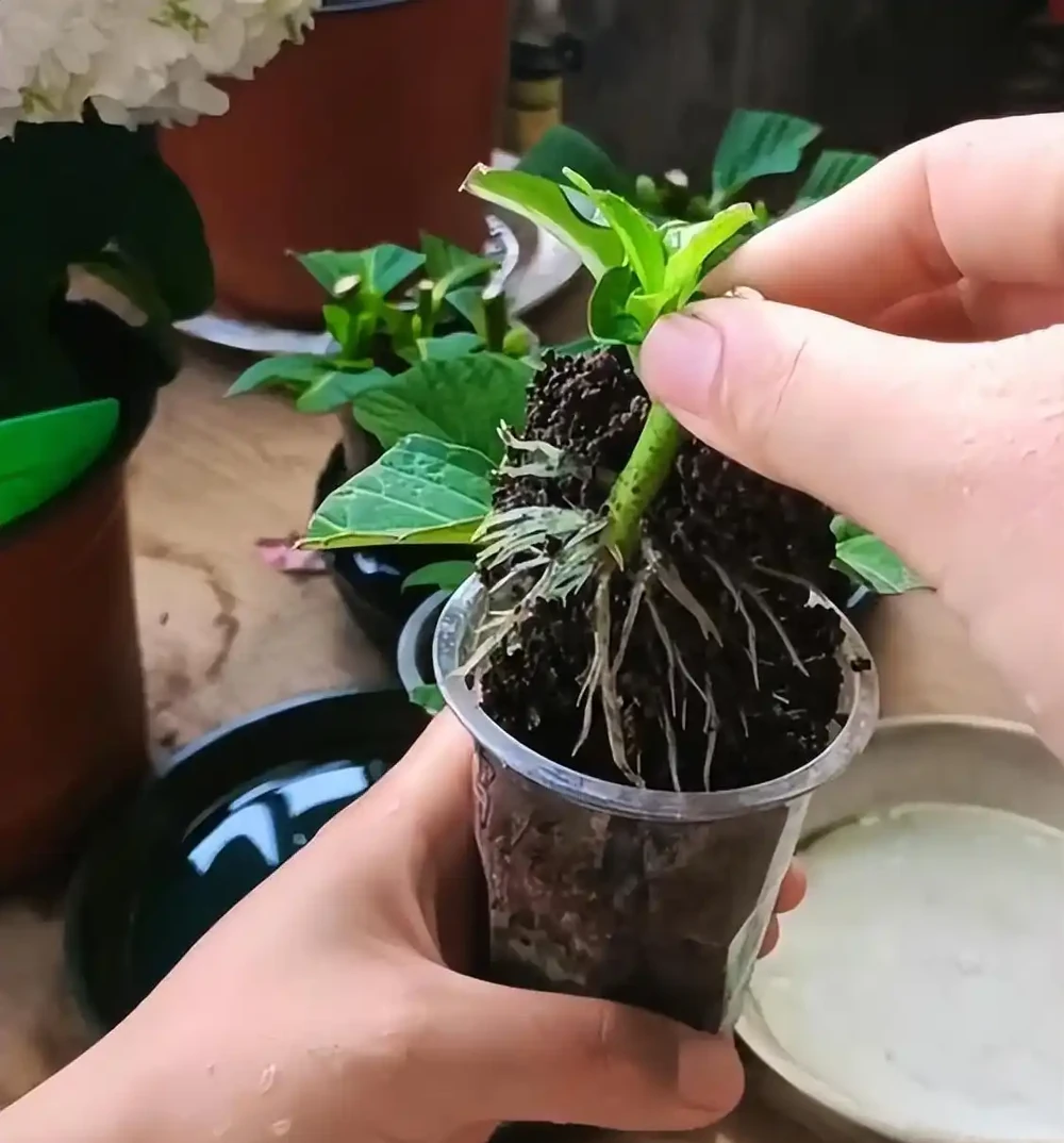 換季了，別人買花我「插枝」，10天就長根，6種花正是插枝好時機