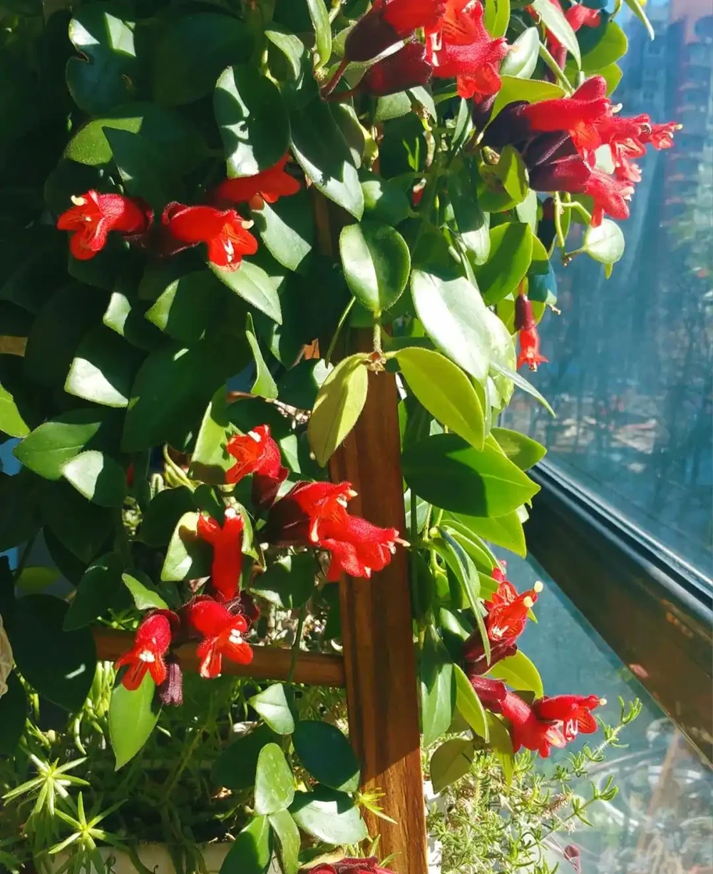 換季了，別人買花我「插枝」，10天就長根，6種花正是插枝好時機