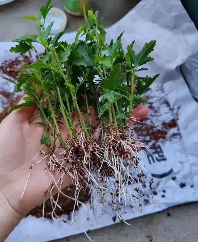 換季了，別人買花我「插枝」，10天就長根，6種花正是插枝好時機