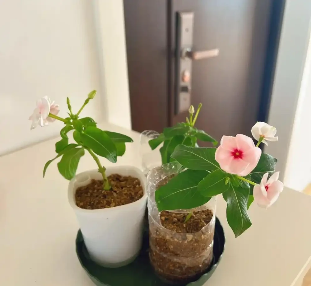 換季了，別人買花我「插枝」，10天就長根，6種花正是插枝好時機