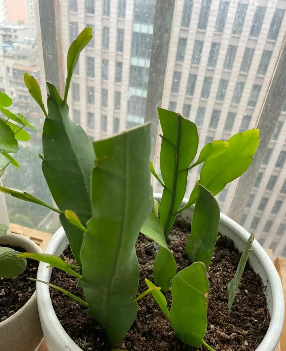 換季了，別人買花我「插枝」，10天就長根，6種花正是插枝好時機