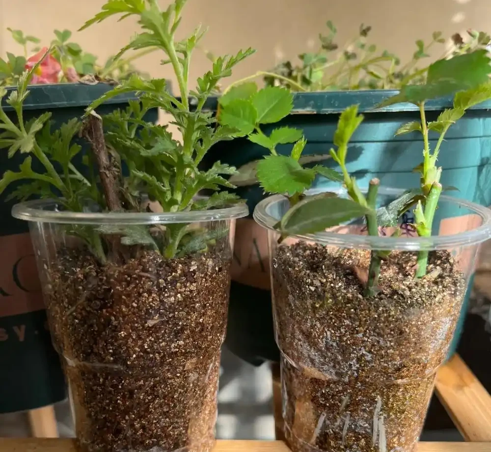 換季了，別人買花我「插枝」，10天就長根，6種花正是插枝好時機