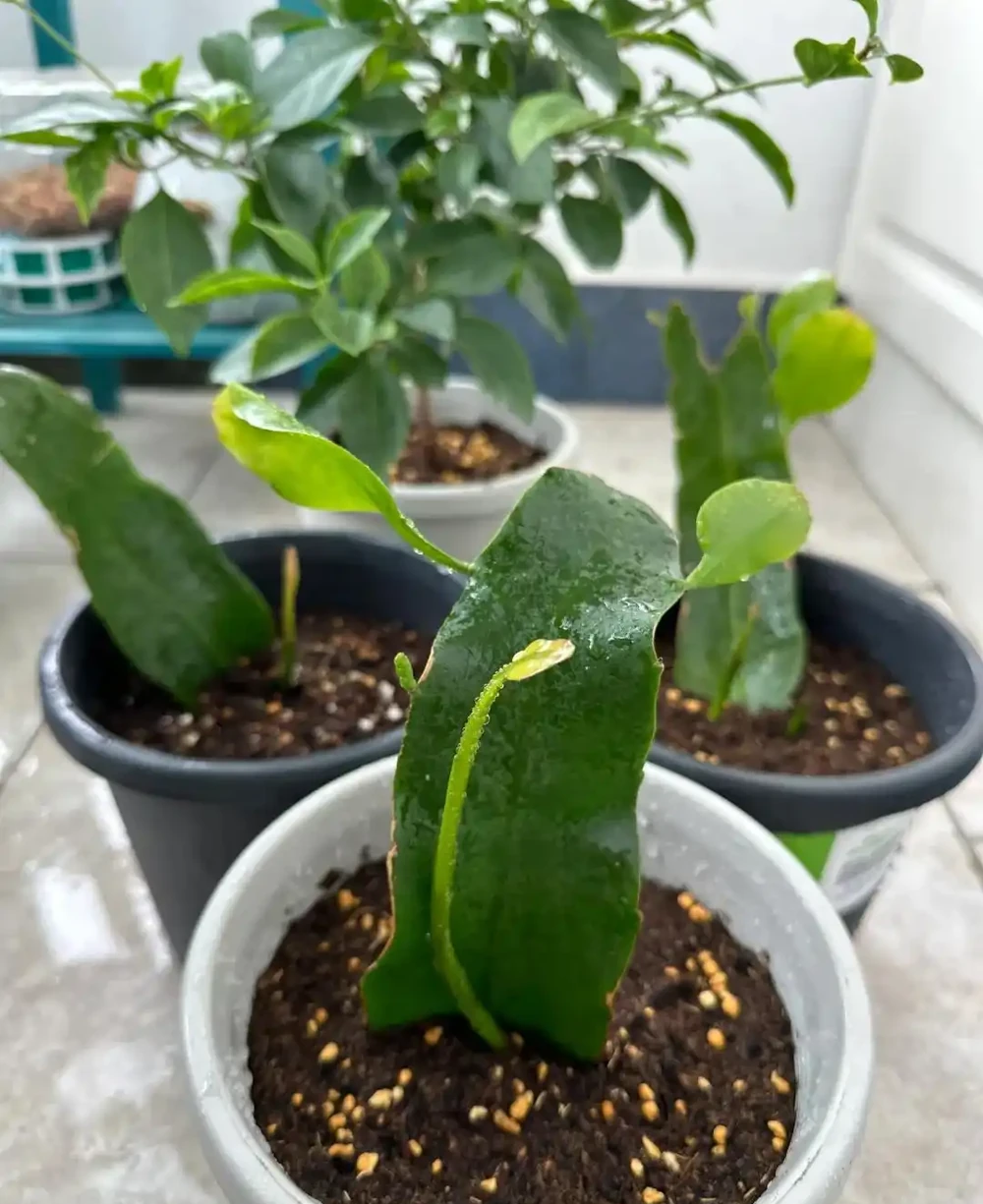 換季了，別人買花我「插枝」，10天就長根，6種花正是插枝好時機