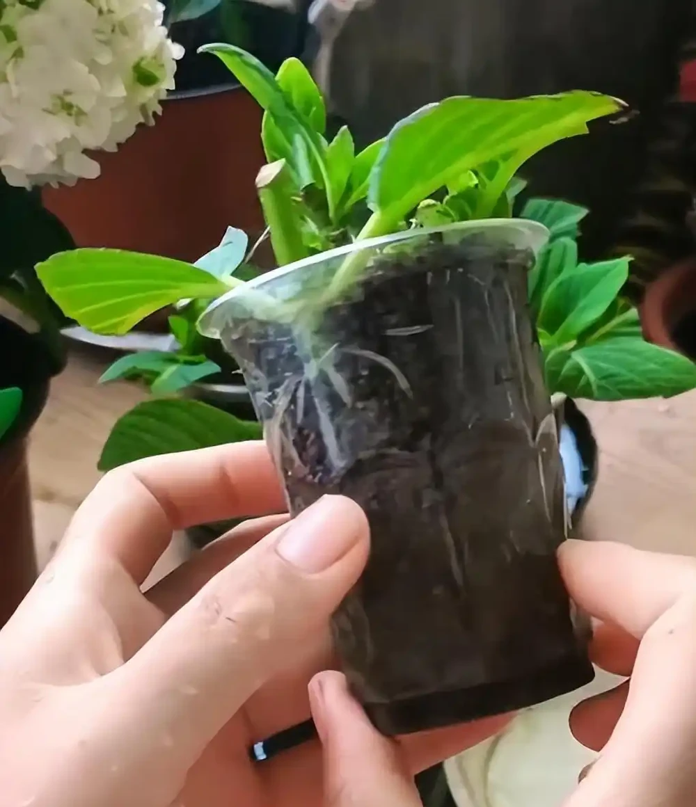 換季了，別人買花我「插枝」，10天就長根，6種花正是插枝好時機