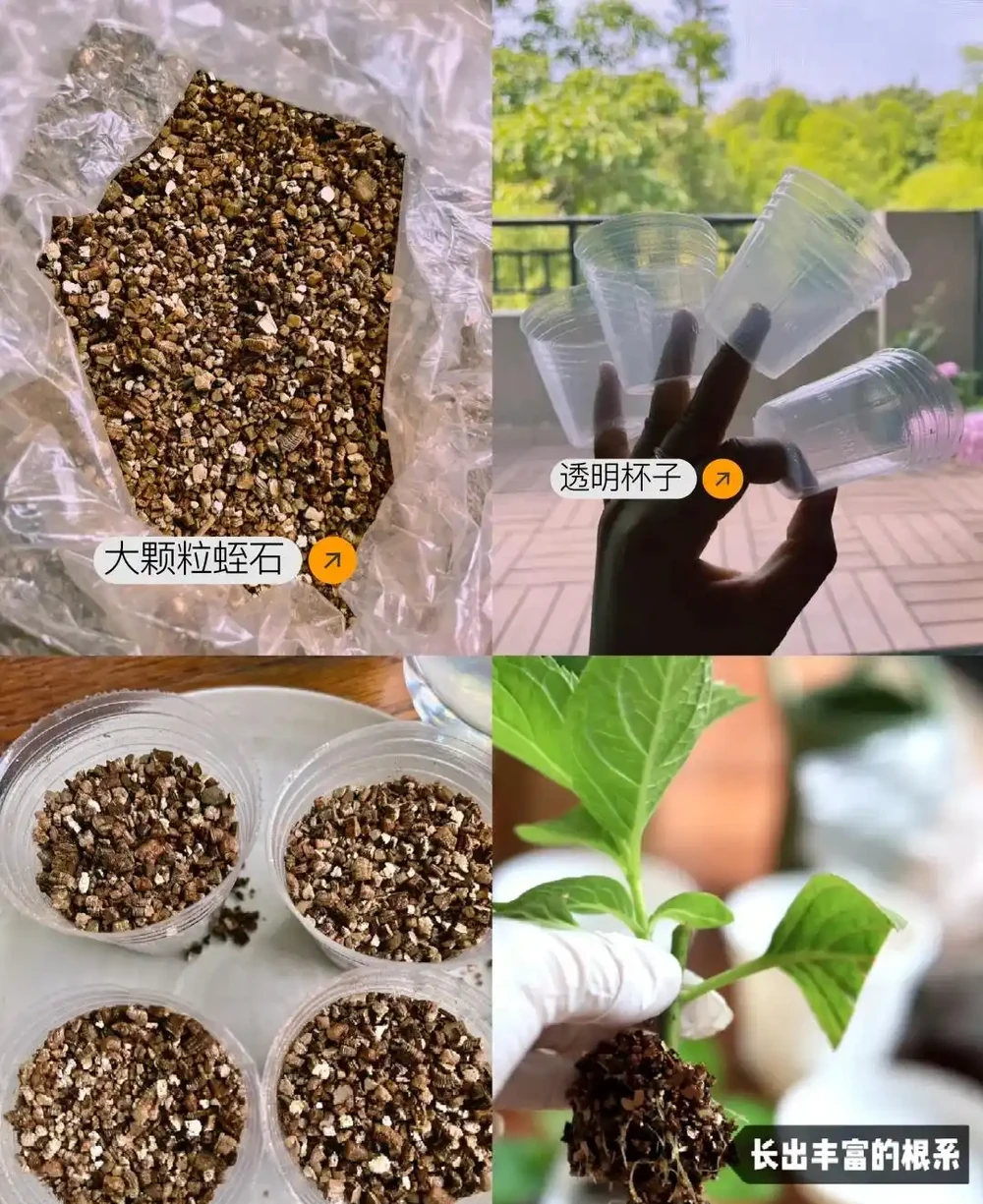 換季了，別人買花我「插枝」，10天就長根，6種花正是插枝好時機