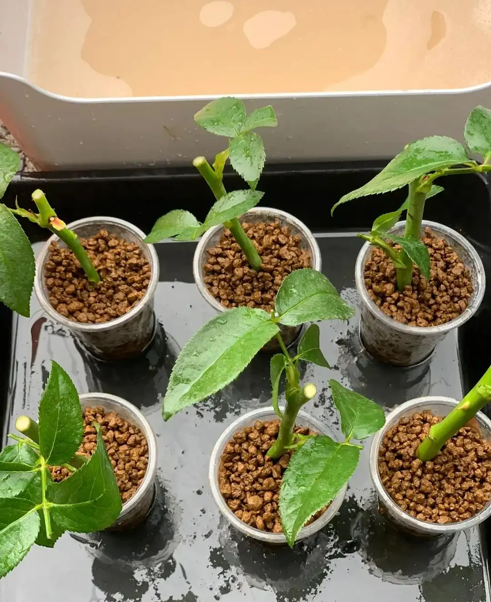 換季了，別人買花我「插枝」，10天就長根，6種花正是插枝好時機