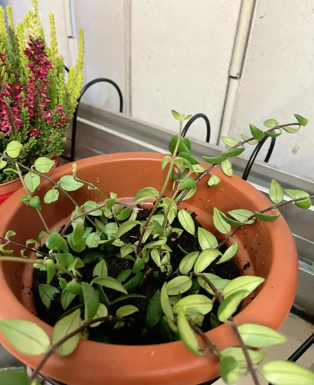 換季了，別人買花我「插枝」，10天就長根，6種花正是插枝好時機