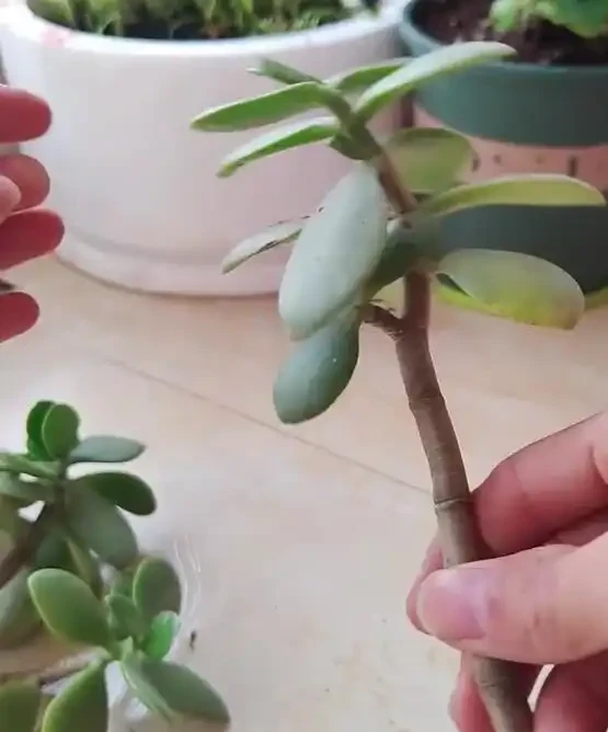 換季了，別人買花我「插枝」，10天就長根，6種花正是插枝好時機