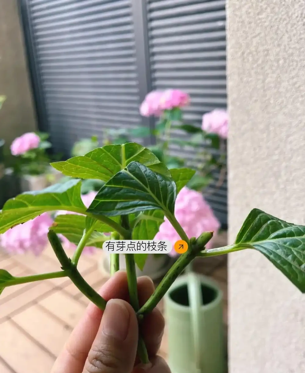 換季了，別人買花我「插枝」，10天就長根，6種花正是插枝好時機