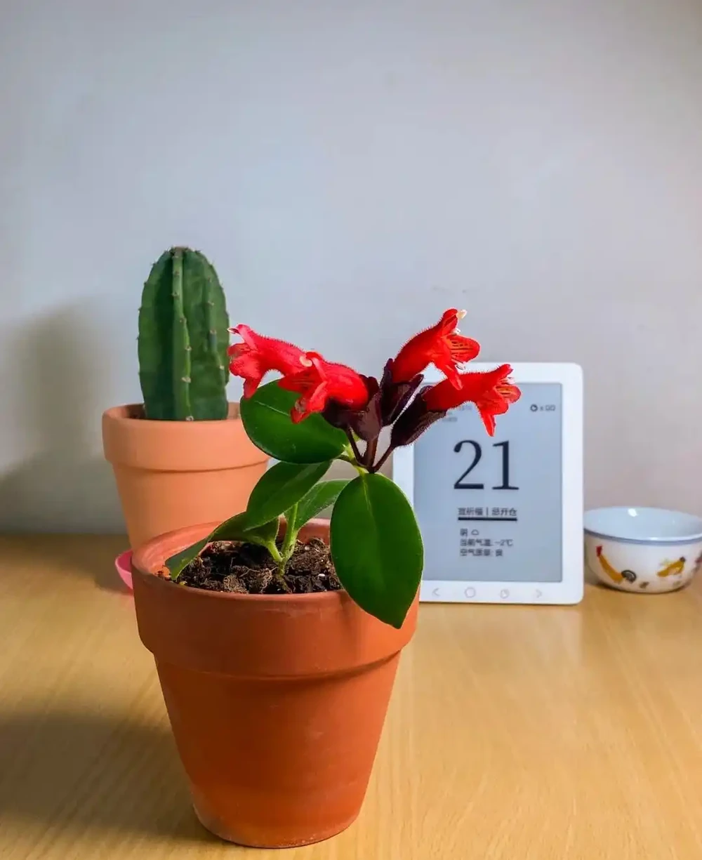 換季了，別人買花我「插枝」，10天就長根，6種花正是插枝好時機
