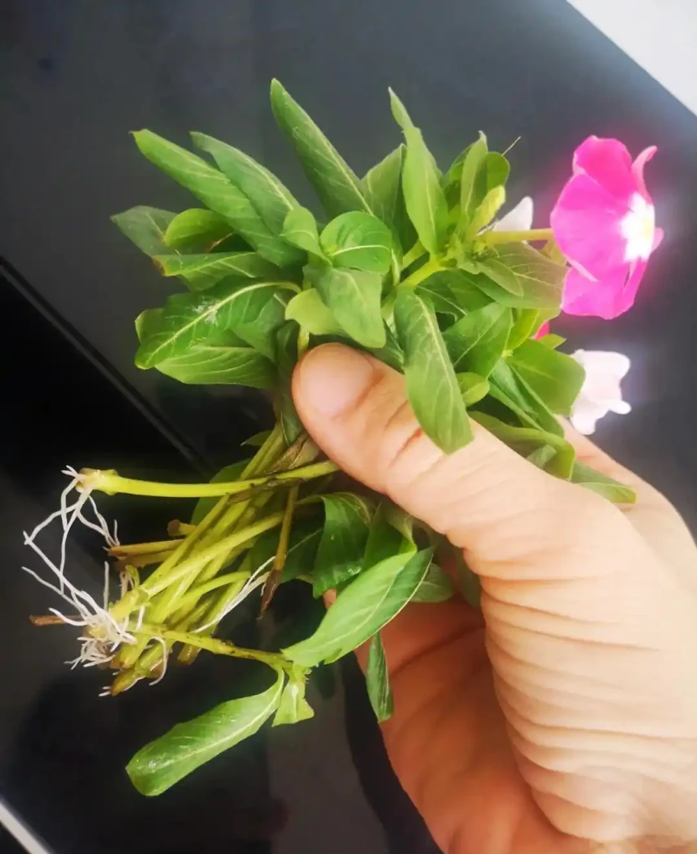 換季了，別人買花我「插枝」，10天就長根，6種花正是插枝好時機