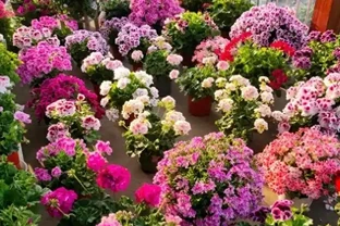 換季了，別人買花我「插枝」，10天就長根，6種花正是插枝好時機