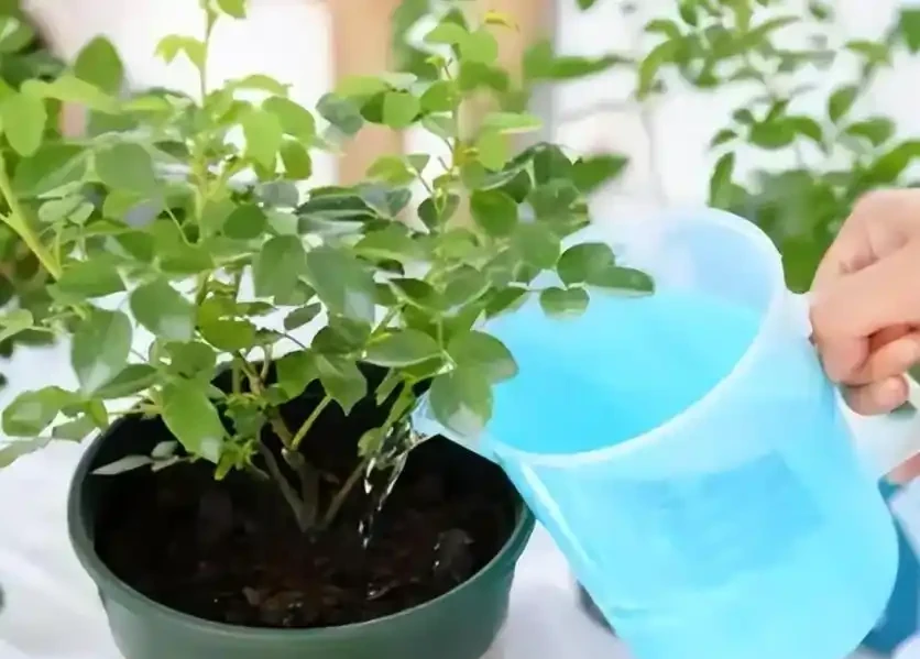 花多多2號和磷酸二氫鉀,哪種催花效果更佳?聽聽老花農的建議