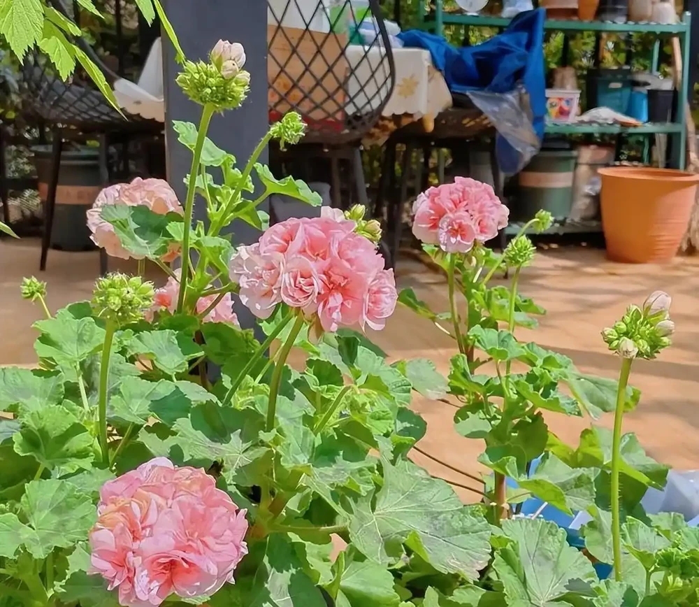 花多多2號和磷酸二氫鉀,哪種催花效果更佳?聽聽老花農的建議