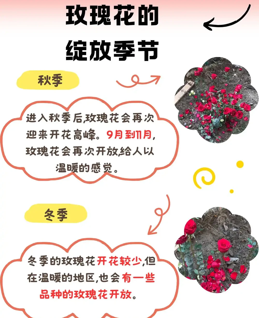 玫瑰花的綻放季節:一年四季都有驚喜!