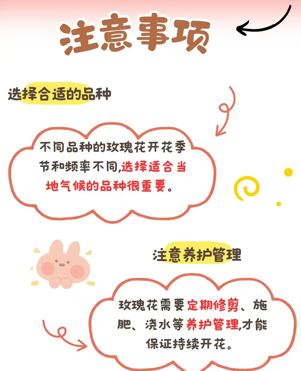 玫瑰花的綻放季節:一年四季都有驚喜!