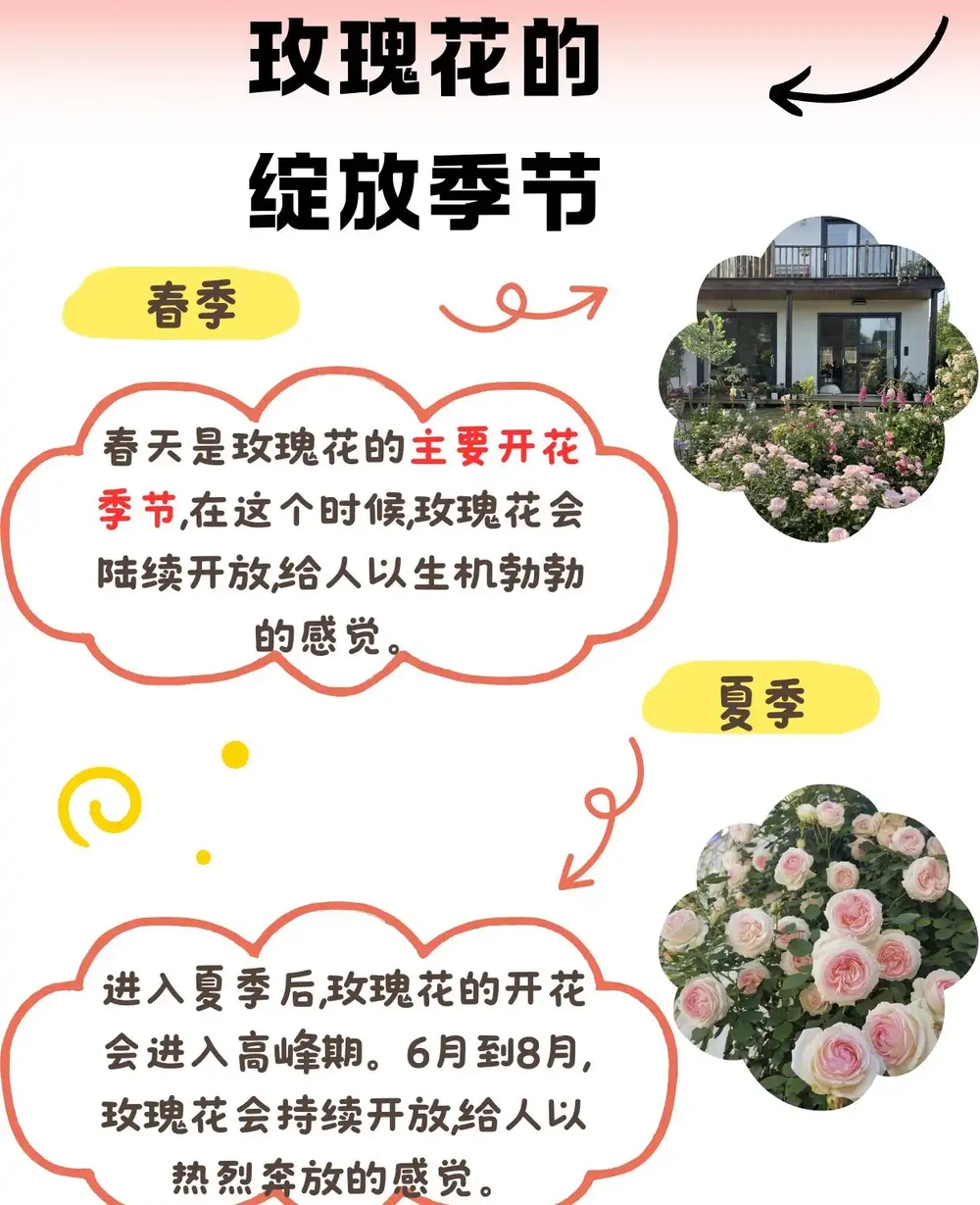 玫瑰花的綻放季節:一年四季都有驚喜!